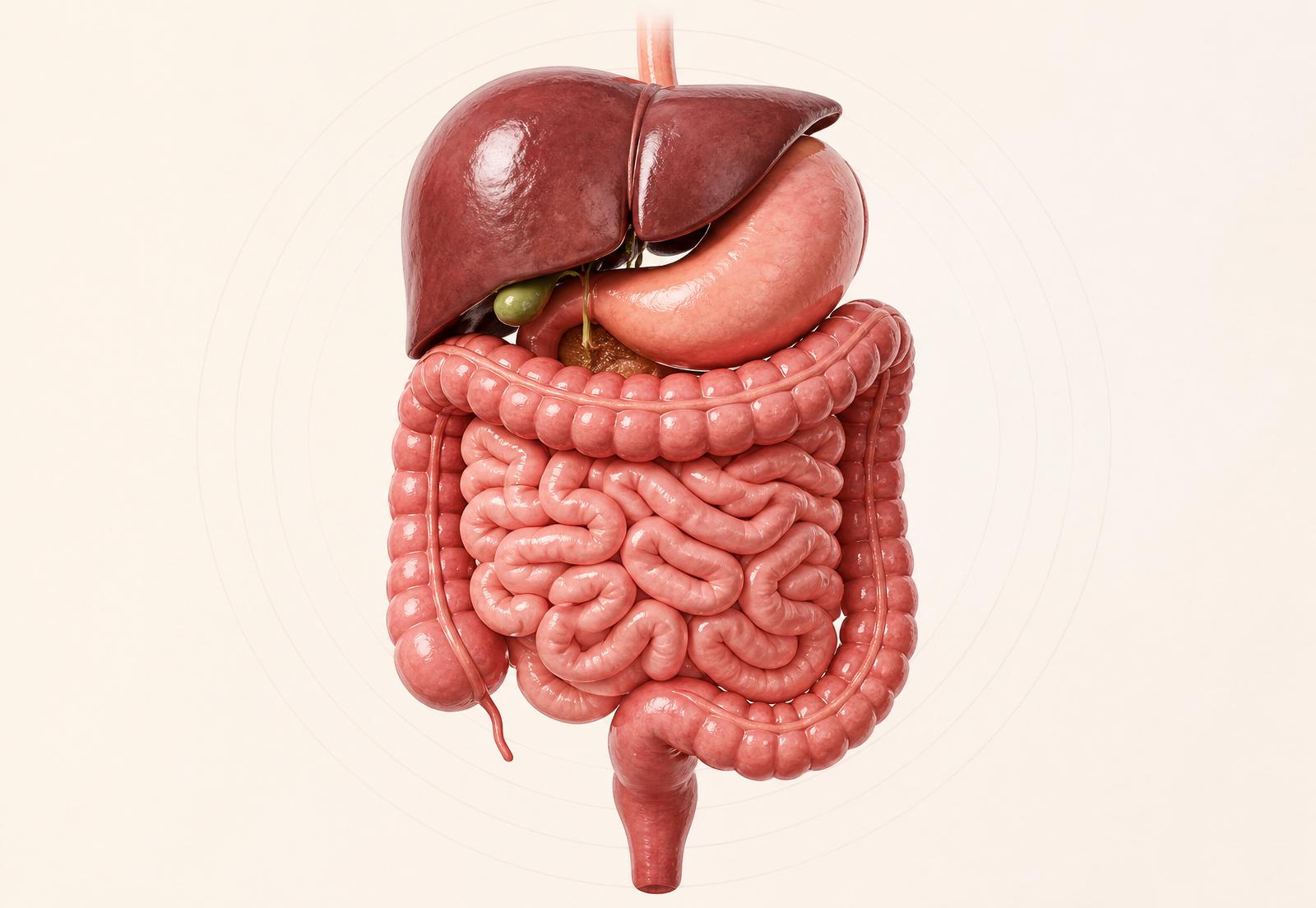 Sistema digestivo — fígado e intestino