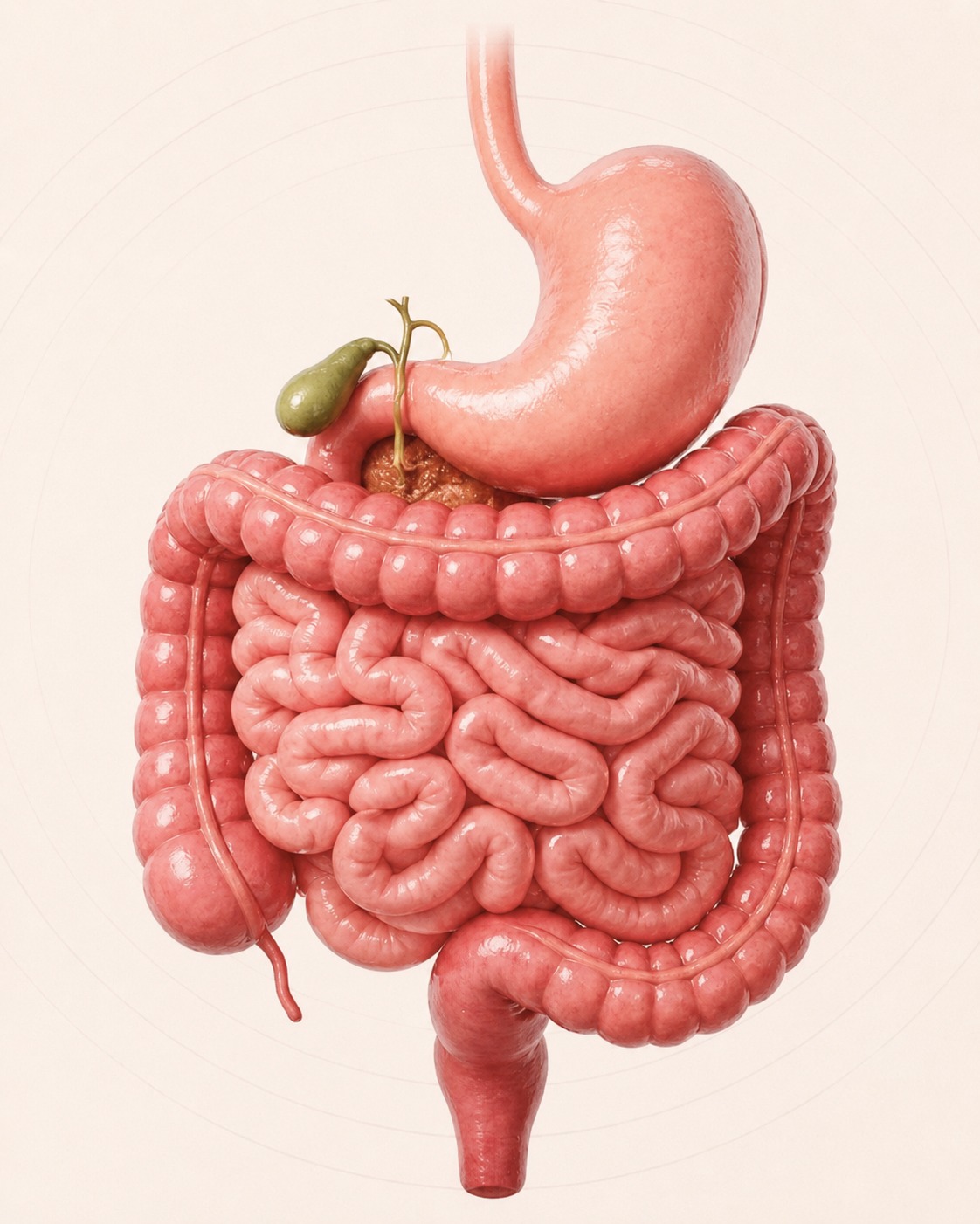 Estômago e intestino